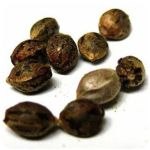 Семена марихуаны АК-47 (Seeds AK-47) в Кулебаках Семена марихуаны АК-47 (Seeds AK-47) в Кулебаках